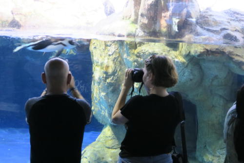 Ascension 2018 - Barcelone - Aquarium ... le photographe et les photographes 